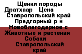 Щенки породы Дратхаар › Цена ­ 5 000 - Ставропольский край, Предгорный р-н, Новоблагодарное с. Животные и растения » Собаки   . Ставропольский край